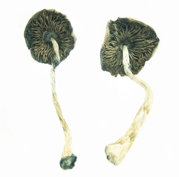 African Transkei Magic Mushrooms - Image 2