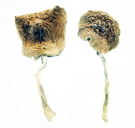 African Transkei Magic Mushrooms