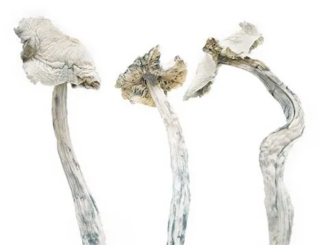 Albino Amazonian Magic Mushrooms - Image 2