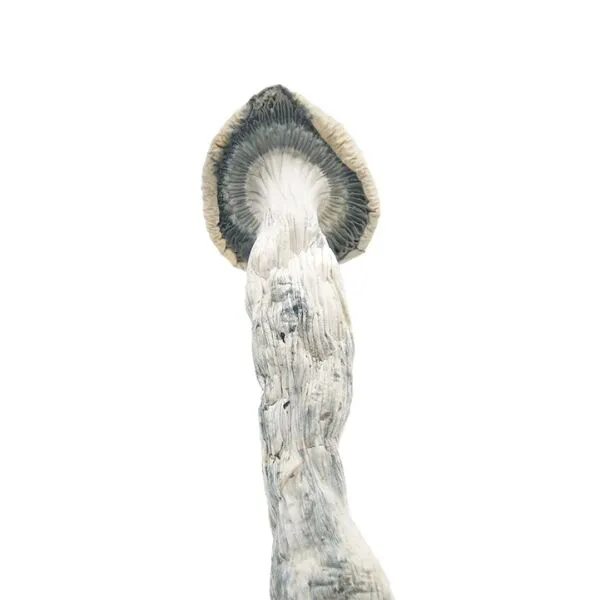 Albino Penis Envy Magic Mushrooms - Image 2