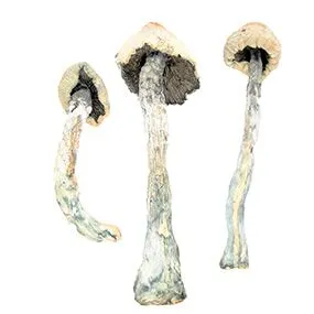 Amazonian Strain Magic Mushrooms - Image 2