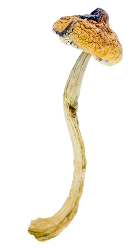 Amazonian Strain Magic Mushrooms