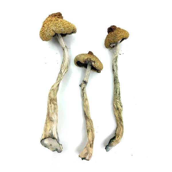 Arenal Volcano Magic Mushrooms - Image 2