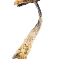 Arenal Volcano Magic Mushrooms