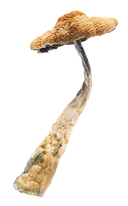 Arenal Volcano Magic Mushrooms