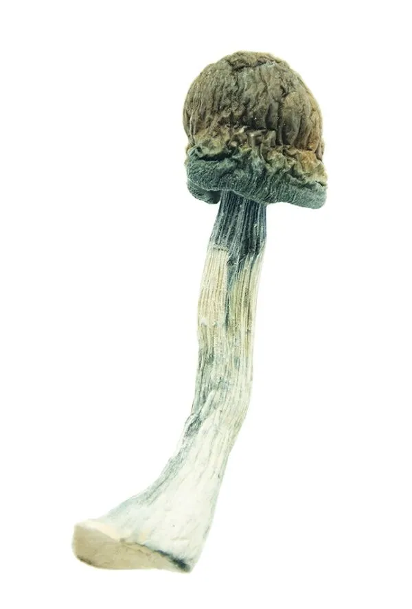 Blue Meanies Magic Mushrooms - Image 3