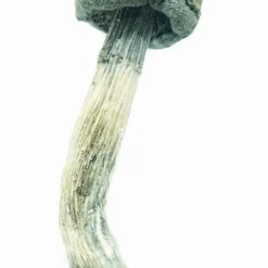 Blue Meanies Magic Mushrooms