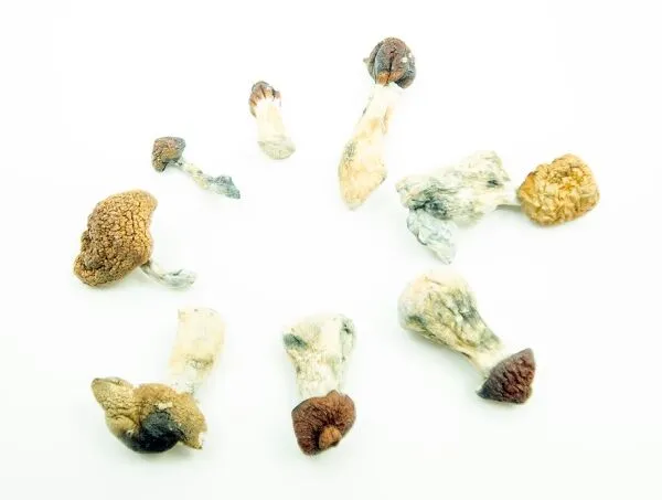 Cambodian Magic Magic Mushrooms - Image 2