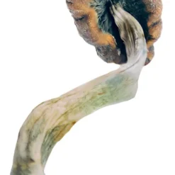 Cambodian Magic Magic Mushrooms