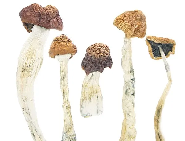 Daddy Long Legs Magic Mushrooms - Image 2