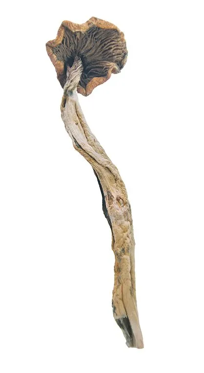 Daddy Long Legs Magic Mushrooms