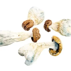 three amigos magic mushroom