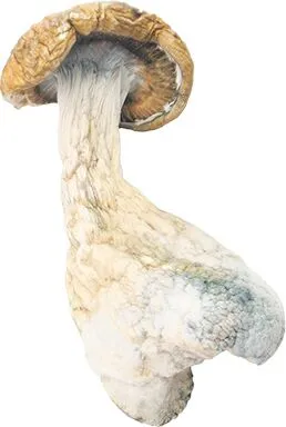 Discover the Gold Member Magic Mushroom: Effects, Dosage & More - Image 3