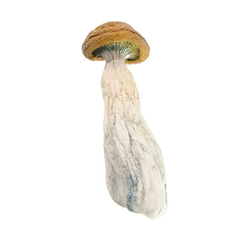 Discover the Gold Member Magic Mushroom: Effects, Dosage & More