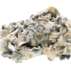 Enigma Magic Mushrooms