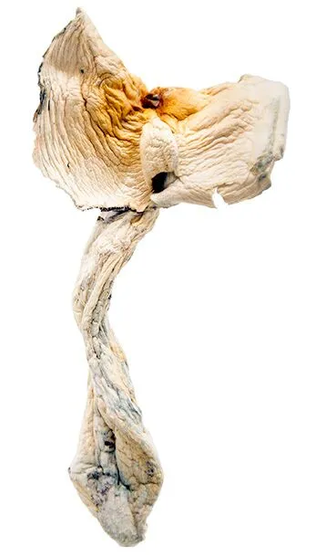 Golden Teacher Magic Mushrooms