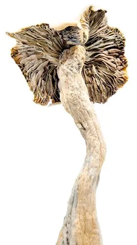 Hillbilly Cubensis Magic Mushrooms - Image 2