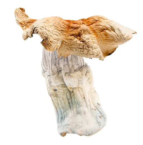 DRIED MAGIC MUSHROOMS