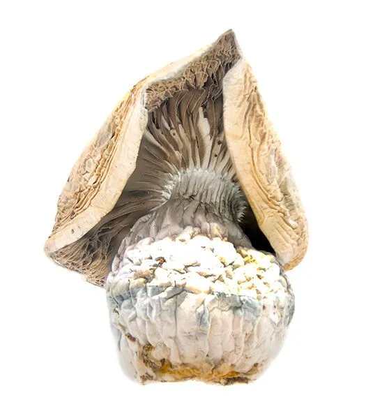 Lucid Gates Magic Mushrooms