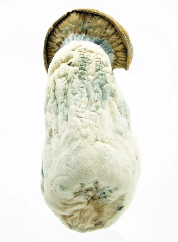 Makilla Gorilla Magic Mushrooms - Image 2