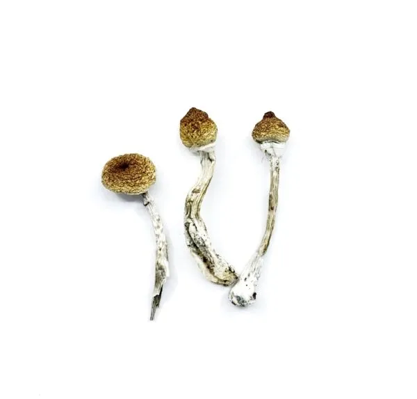 Mazatapec Magic Mushrooms - Image 3