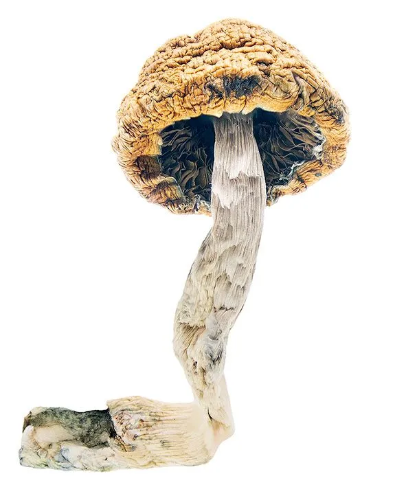 Mazatapec Magic Mushrooms