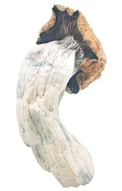 Penis Envy Magic Mushrooms - Image 2