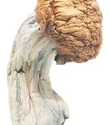 Penis Envy Magic Mushrooms