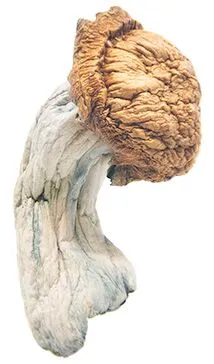 Penis Envy Magic Mushrooms