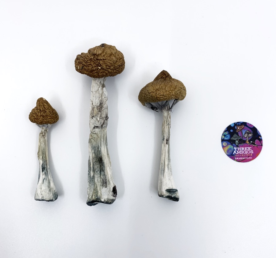 Super Thai Magic Mushrooms - Image 2