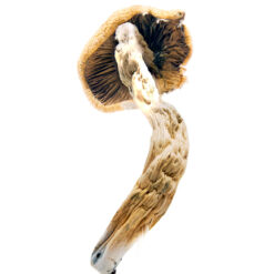 Super Thai Magic Mushrooms