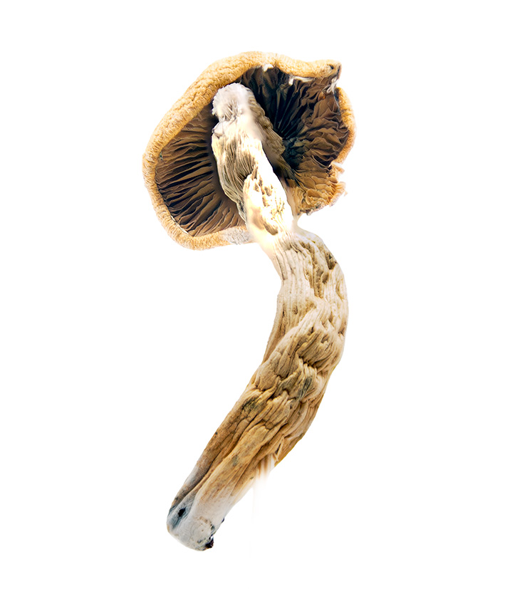 Super Thai Magic Mushrooms