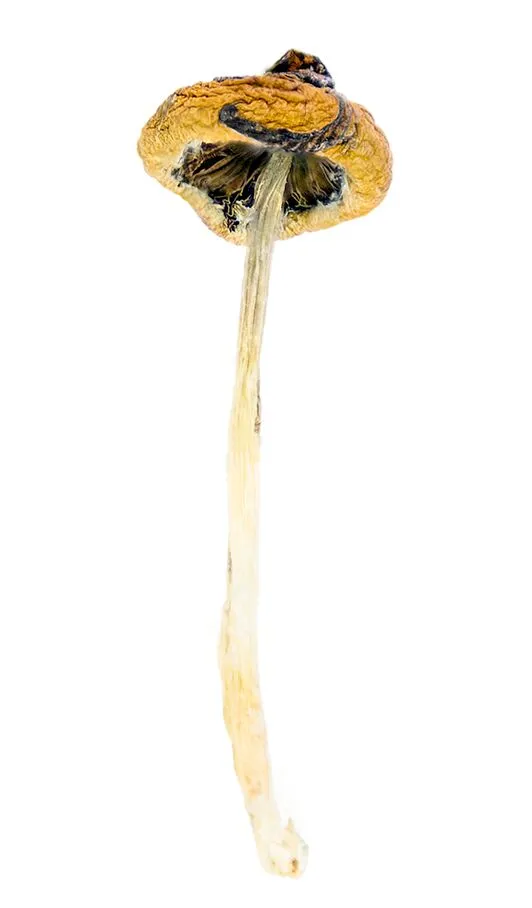 Super Thai Magic Mushrooms