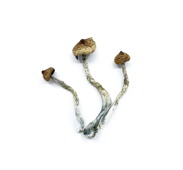 Thai-Koh Samui Magic Mushrooms - Image 2