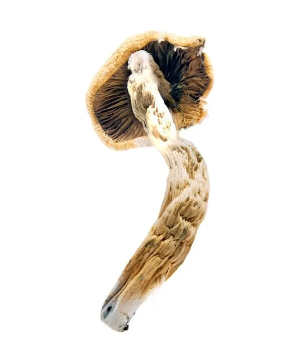 Thai-Koh Samui Magic Mushrooms