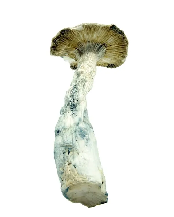 Thrasher PE Magic Mushrooms - Image 2