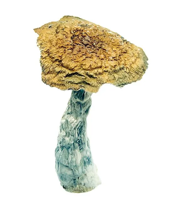 Thrasher PE Magic Mushrooms