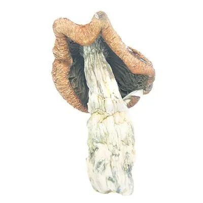 Tidal Wave Magic Mushrooms - Image 2