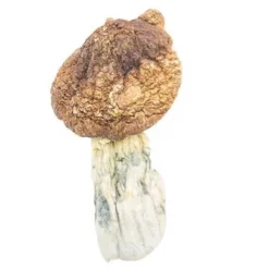 Tidal Wave Magic Mushrooms