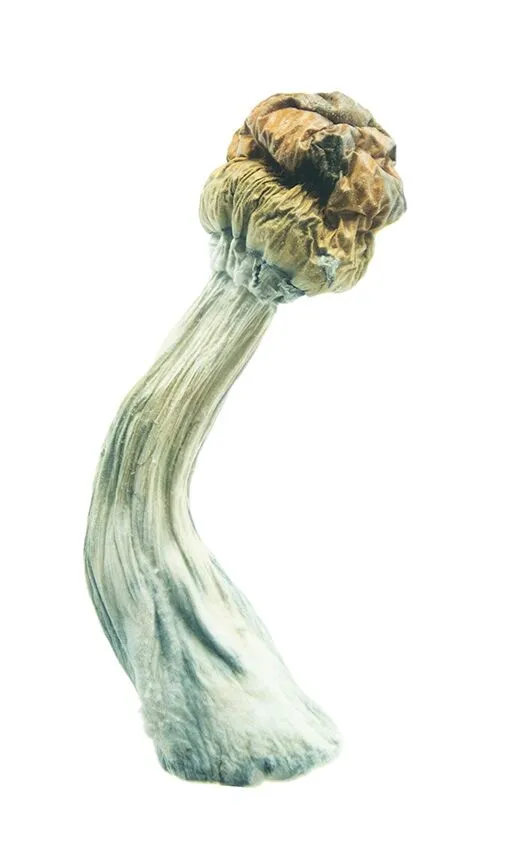 Trinity Magic Mushrooms - Image 2