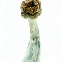 Trinity Magic Mushrooms