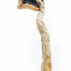 Wavy Z’s Magic Mushroom