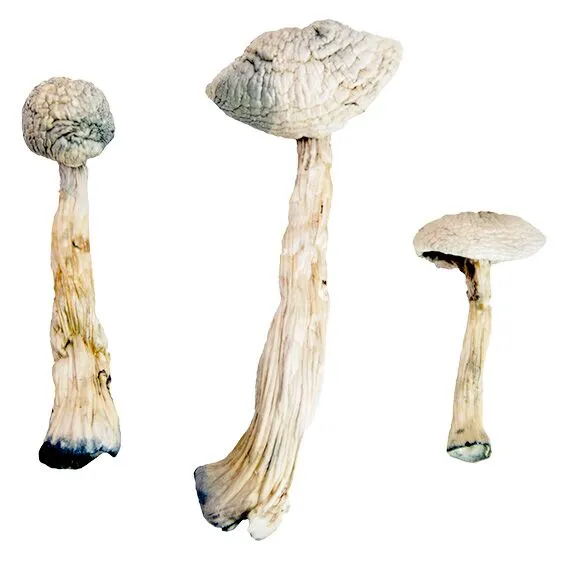 White Rabbit Magic Mushrooms - Image 2