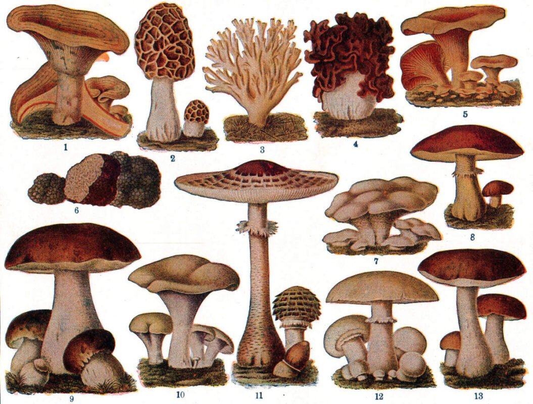 Here are the Strongest Shrooms Species and Potent Varieties to Try