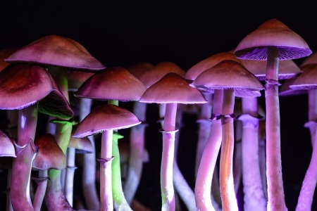 Guide to Microdosing Magic Mushrooms for Beginners | 3 Amigos
