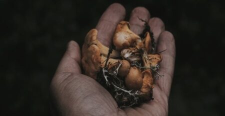 Unveiling the Truth: Does Shrooms Show Up On A Drug Test?