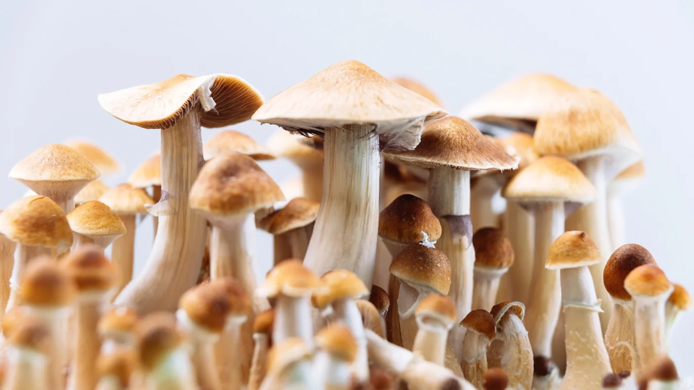 What Are the Best Mushroom Strains for Visuals?