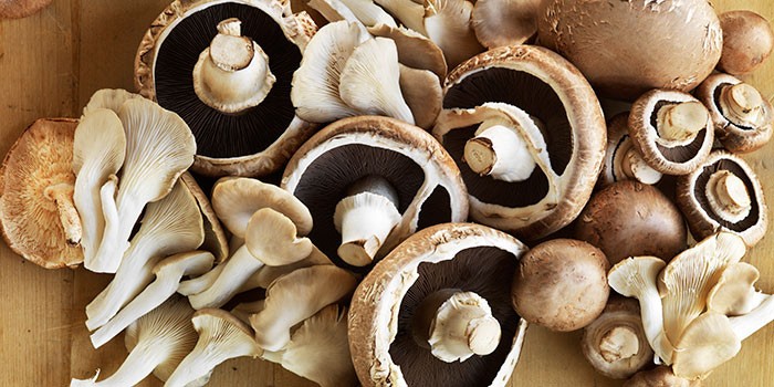 When to Harvest Magic Mushrooms? Optimal Timing Tips