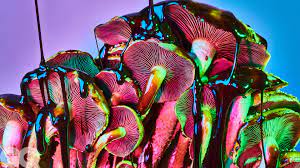 Unlocking The Mystery: Do Shrooms Keep You Awake?