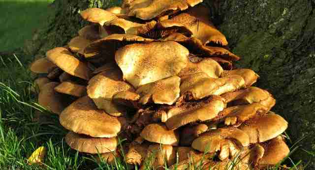 Magic Mushroom Edibles: Organic Choices for Conscious Consumers